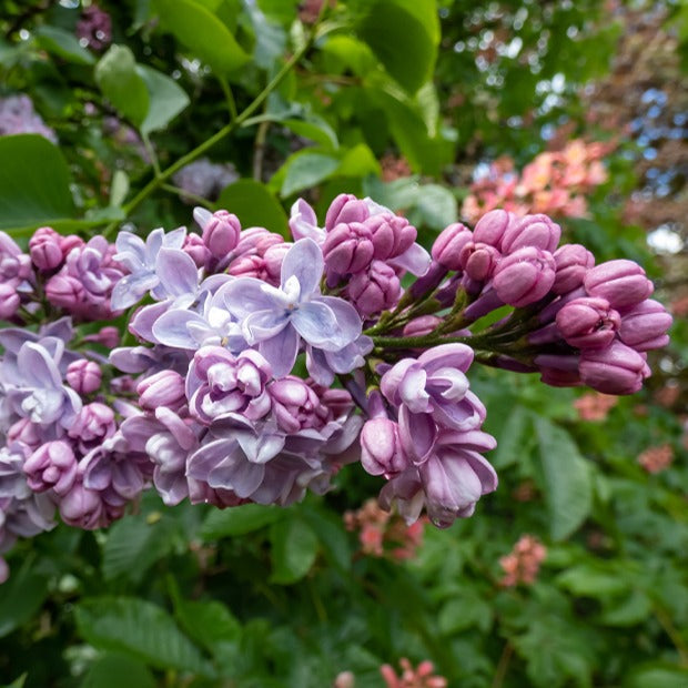 Dubbelbloemige sering - blauw - Syringa vulgaris Katherine Havemeyer - Bakker
