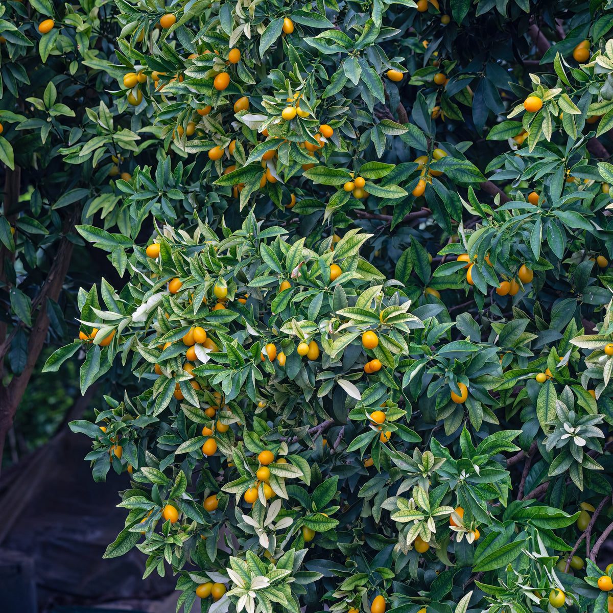 Fortunella margarita - Kumquat - Citrusvruchten