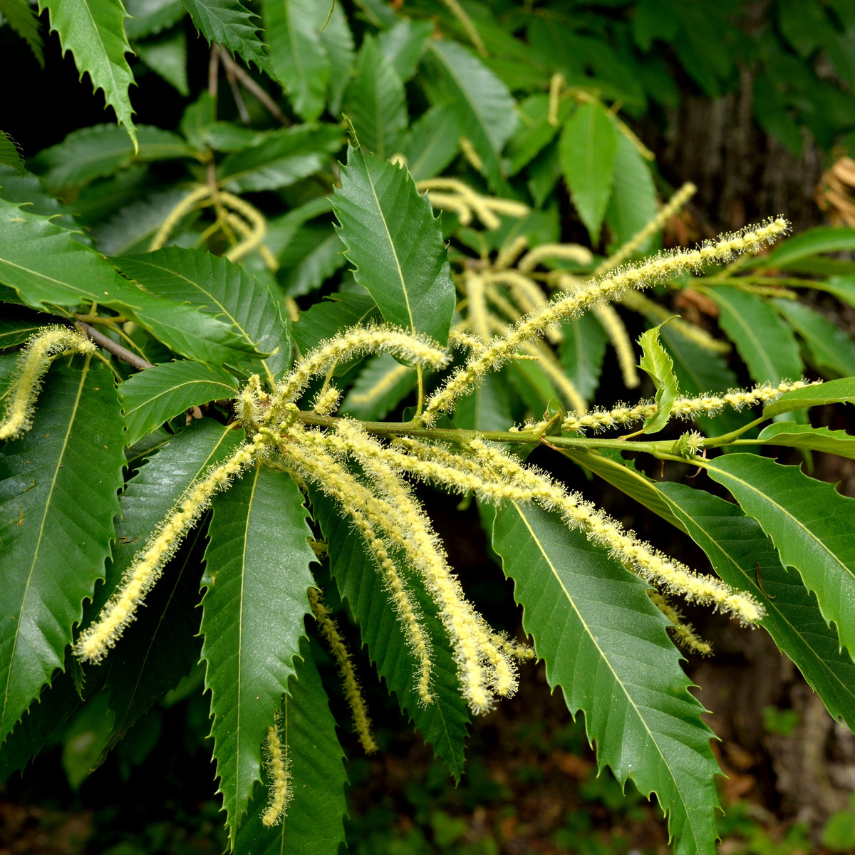Kastanjeboom - Tamme kastanje - Castanea sativa