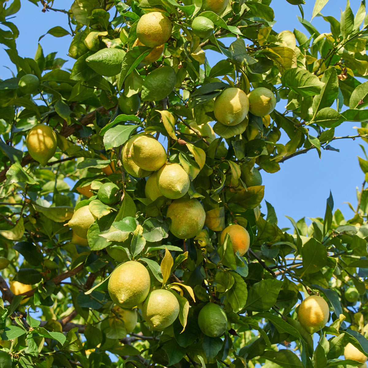 Citroenbomen - Citroenboom 'Vulcan' - Citrus limon vulcan