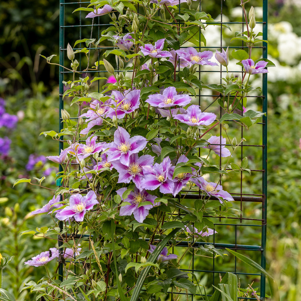 Collectie van klimplanten: kamperfoelie, clematis, Wilsde Wingerd (x3) - Lonicera heckrottii American Beauty, Clematis patens Piilu, Parthenocissus tricuspidata Veitchii - Bakker