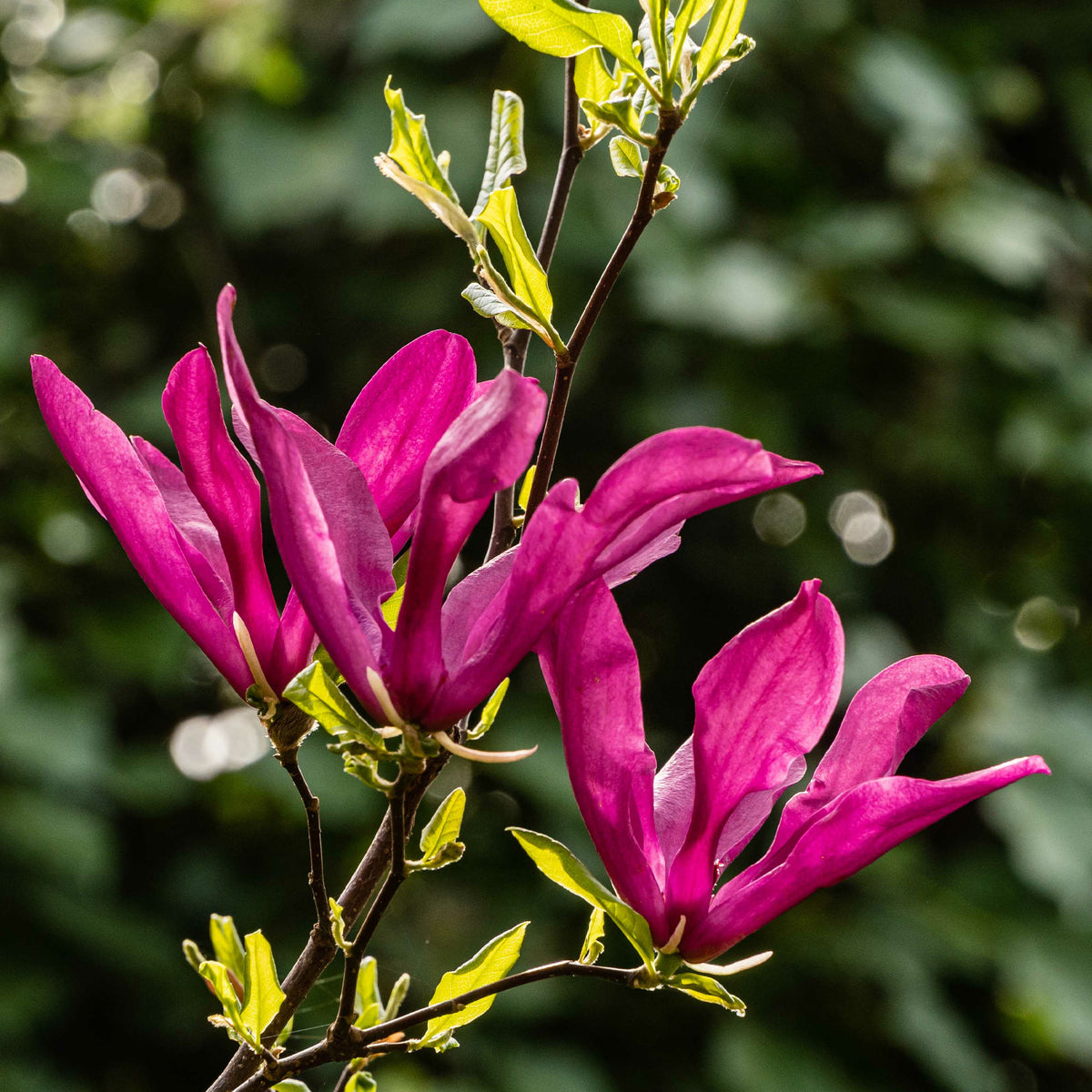 Magnolia Susan - Magnolia 'Susan' - Magnolia