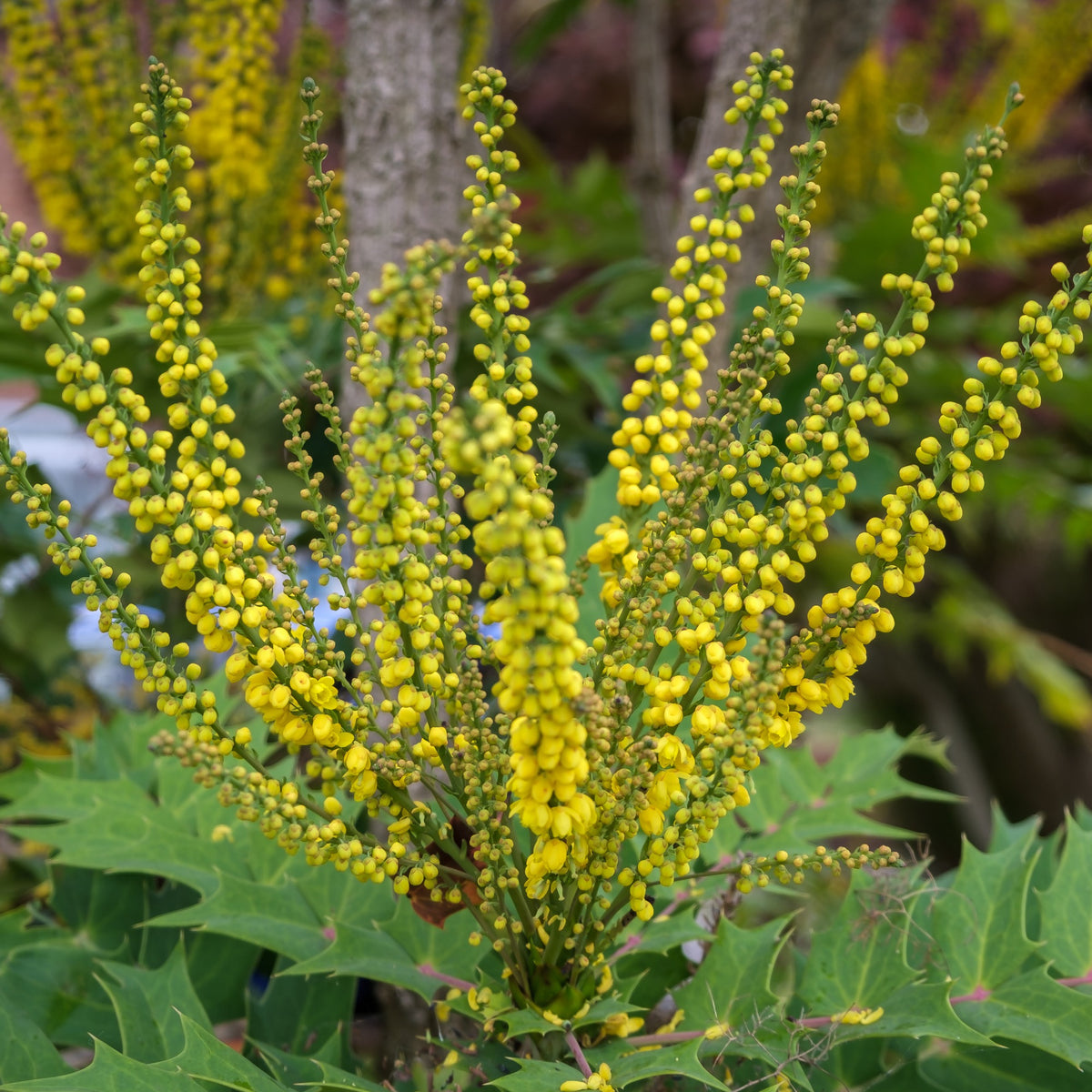 Mahoniestruik 'Charity' op stam - Mahonia x media charity - Bakker