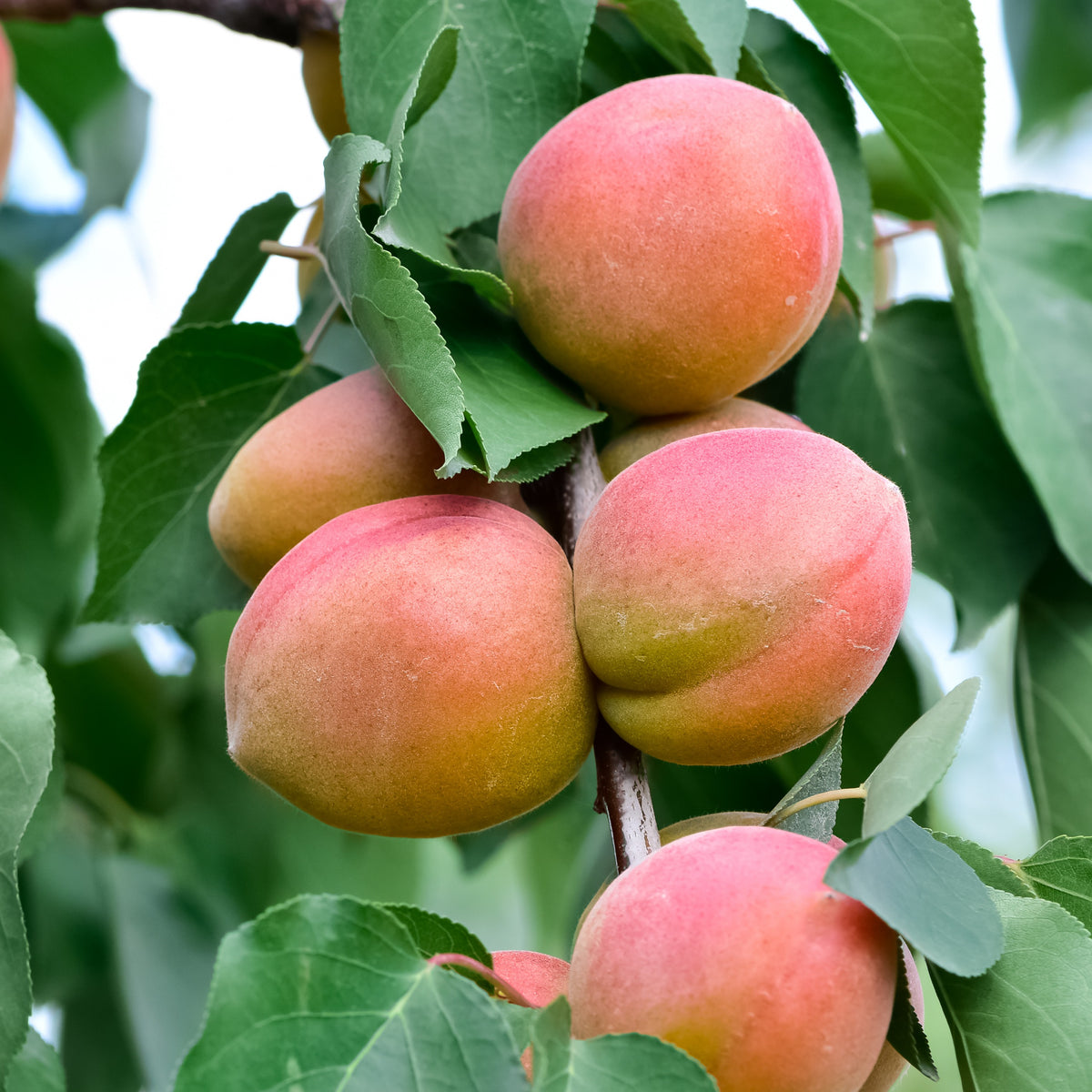Prunus armeniaca Aprigold - Abrikozenboom - mini - Abrikozenbomen