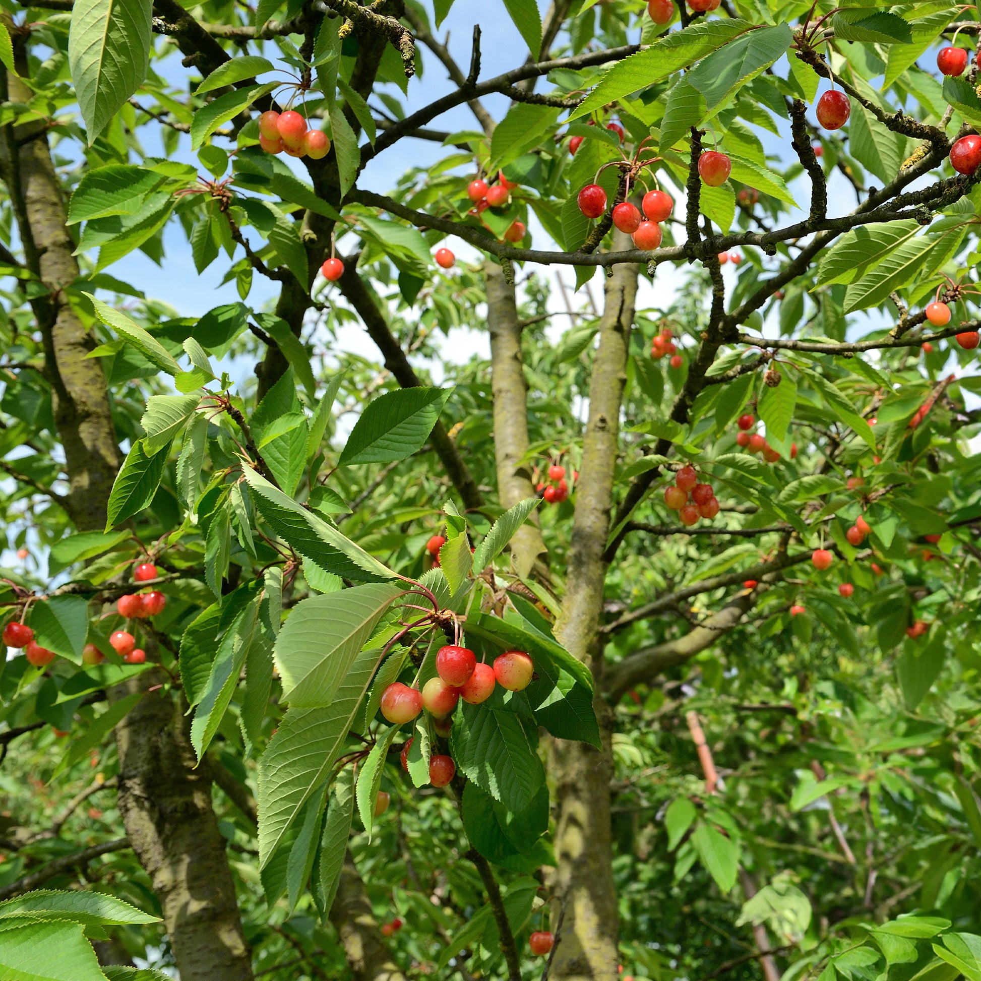Kersenboom 'Bigarreau Napoléon' - Prunus avium bigarreau Napoléon