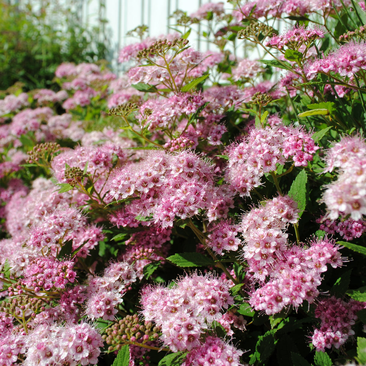 Spierstruik 'Shirobana' - Spirea - Bakker