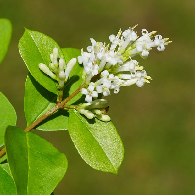 liguster wanneer planten Liguster - Ligustrum ovalifolium