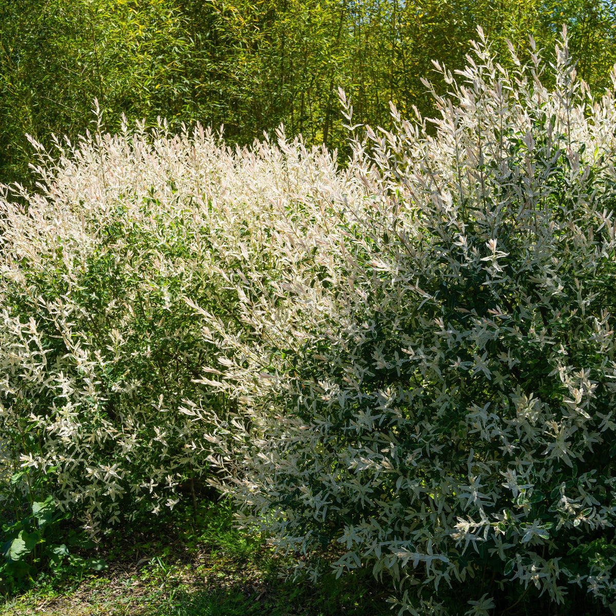 Salix integra hakuro nishiki - Bonte wilg 'Hakuro Nishiki' - Wilg
