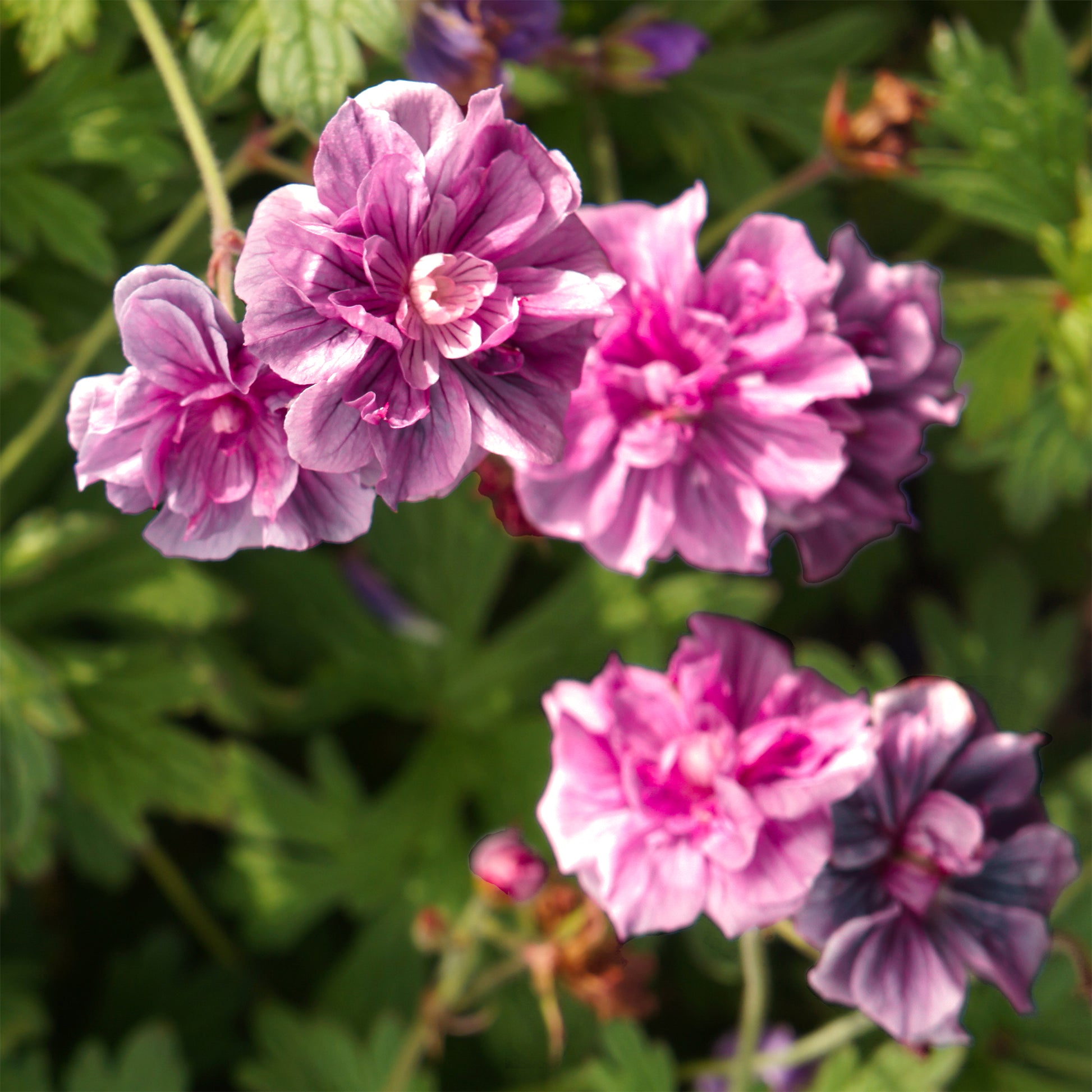 Winterharde geranium 'Birch Double' (x2) - Bakker