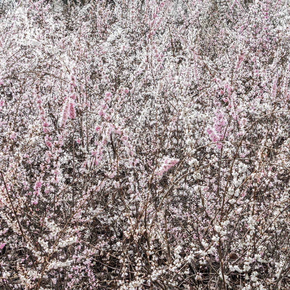 Abeliophyllum distichum - Forsythia - wit + roze - Heesters
