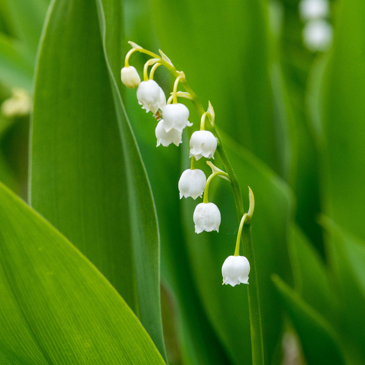 Convallaria majalis - Lelietje-van-dalen 'Majalis' - Naakte wortels