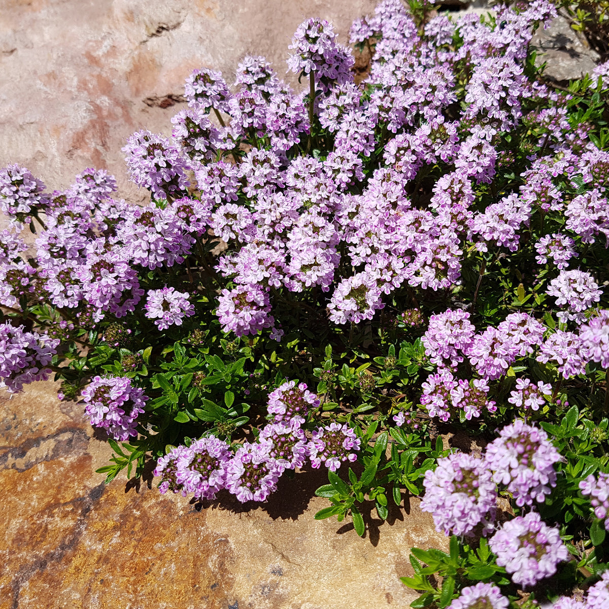 Bloeiende vaste planten - Borderpakket '12 vaste planten' ca. 2m² - Sedum acre, Hosta, Aster, Erigeron speciosus Rosa Jewel, Delphinium, Phlox paniculata, Thymus serpyllum, Sedum spurium, Incarvillea Delavayi, Achillea , Gypsophila paniculata, Lupinus