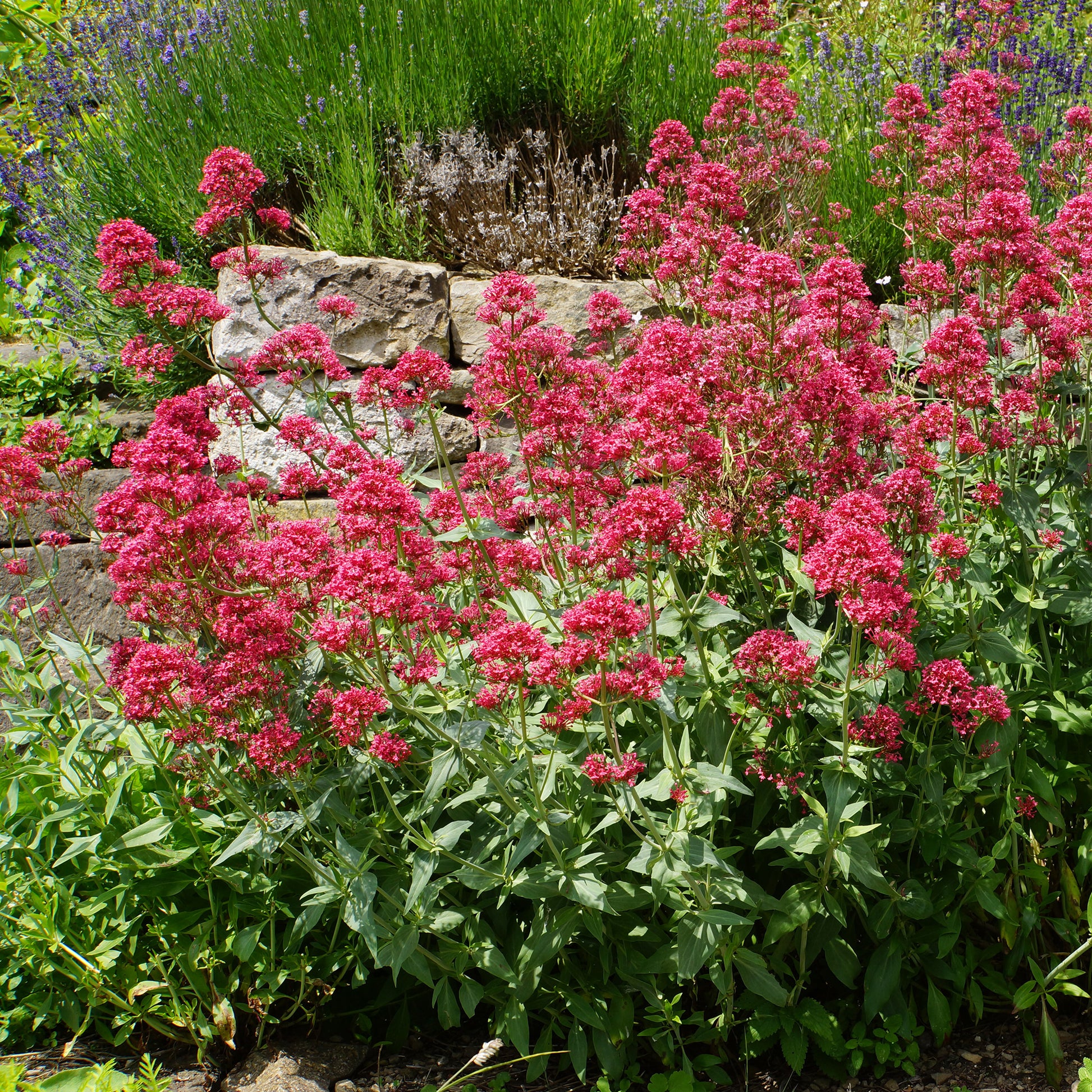 Centranthus ruber coccineus - Spoorbloem - rood - Vaste planten