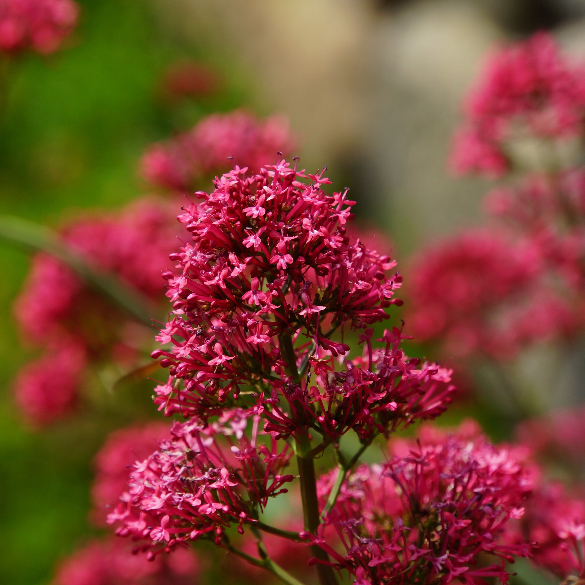 Spoorbloem - rood - Centranthus ruber coccineus