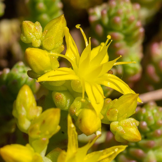 Gele muurpeper (x2) - Vaste planten - Bakker