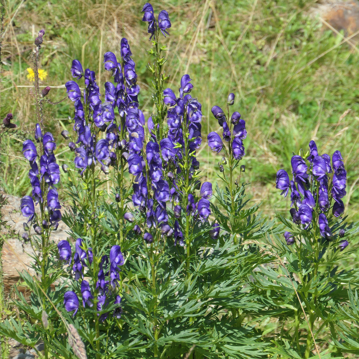 Verkoop Bloeiende vaste planten borderpakket - ca. 2 m² - Acanthus mollis, Heliopsis scabra, Aconitum napellus, Phlox paniculata, Hemrocallis Samy Russel, Lychnis viscaria, Anaphalis triplinervis, Campanula carpatica
