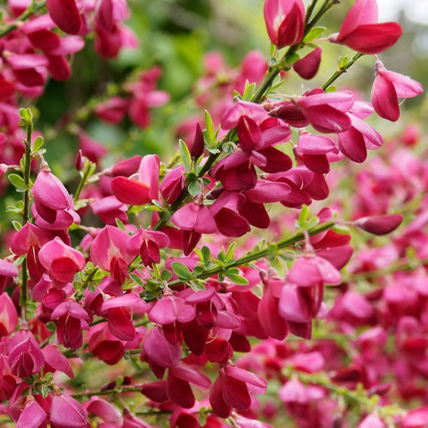 Brem 'Boskoop Ruby' 9 cm - Cytisus praecox Boskoop Ruby - Bakker