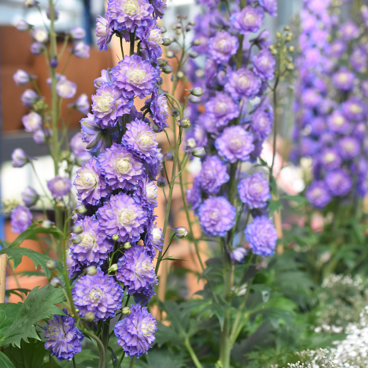 Delphinium Highlander® Bolero - Ridderspoor 'Bolero' - Delphinium