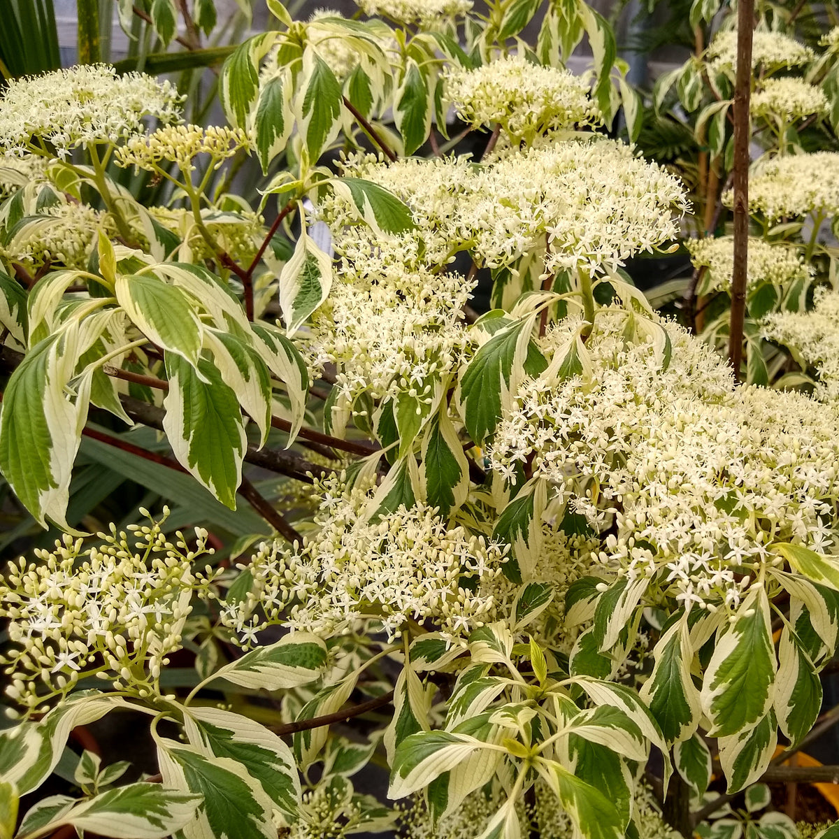 Cornus controversa variegata - Reuzenkornoelje 'Variegata' - Heesters