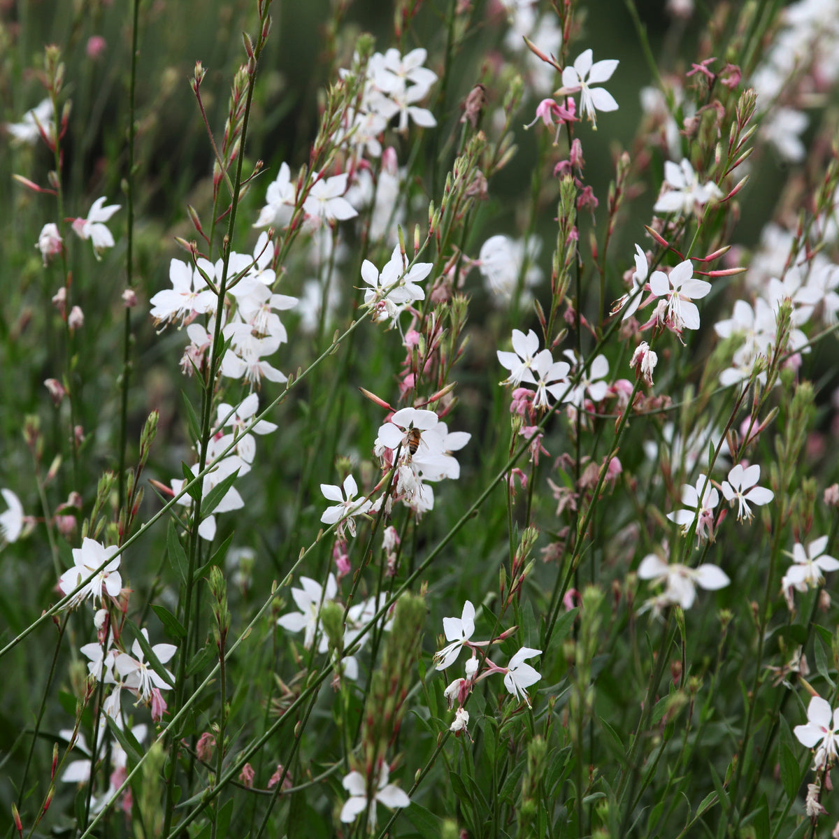 Vaste planten - Collectie vaste planten met uniek blad (x7) - Carex oshimensis Evergreen, Sedum Blue Pearl, Imperata cylindrica Red Baron, Gaura lindheimeri Whirling Butterflies