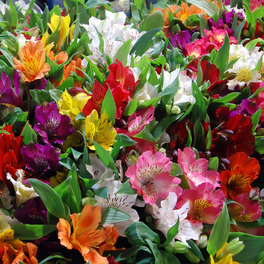 Incalelie (x3) - Bakker