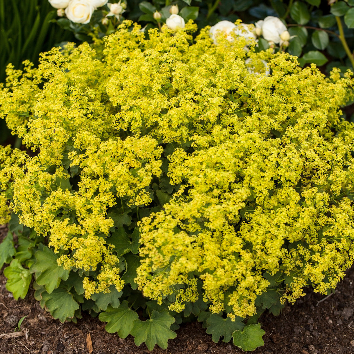 Verkoop Makkelijke vaste planten borderpakket - ca. 1,5 m² - Vaste planten