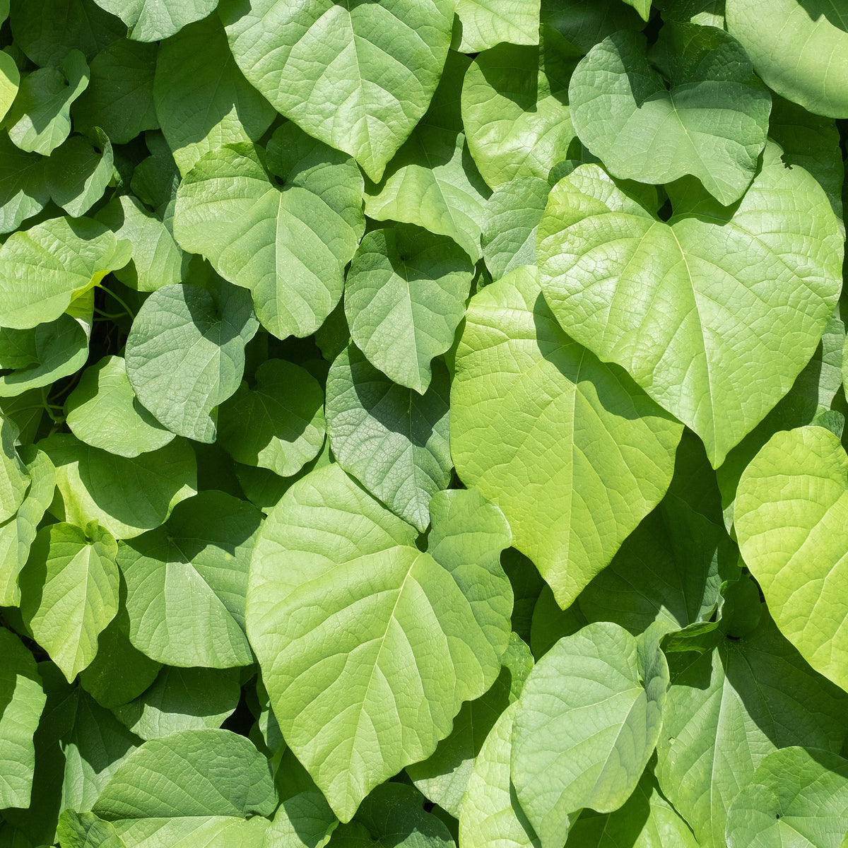 Verkoop Duitse pijp - Aristolochia macrophylla