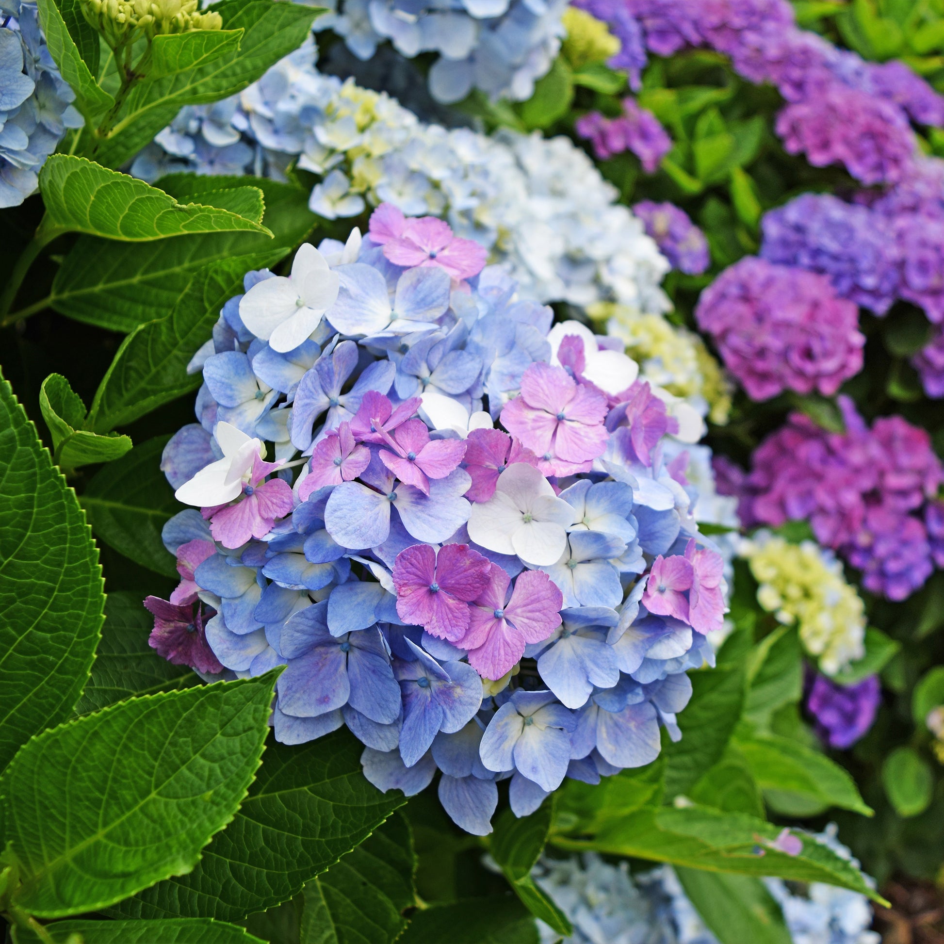 Boerenhortensia 'Tricolore' - Hydrangea macrophylla - Bakker