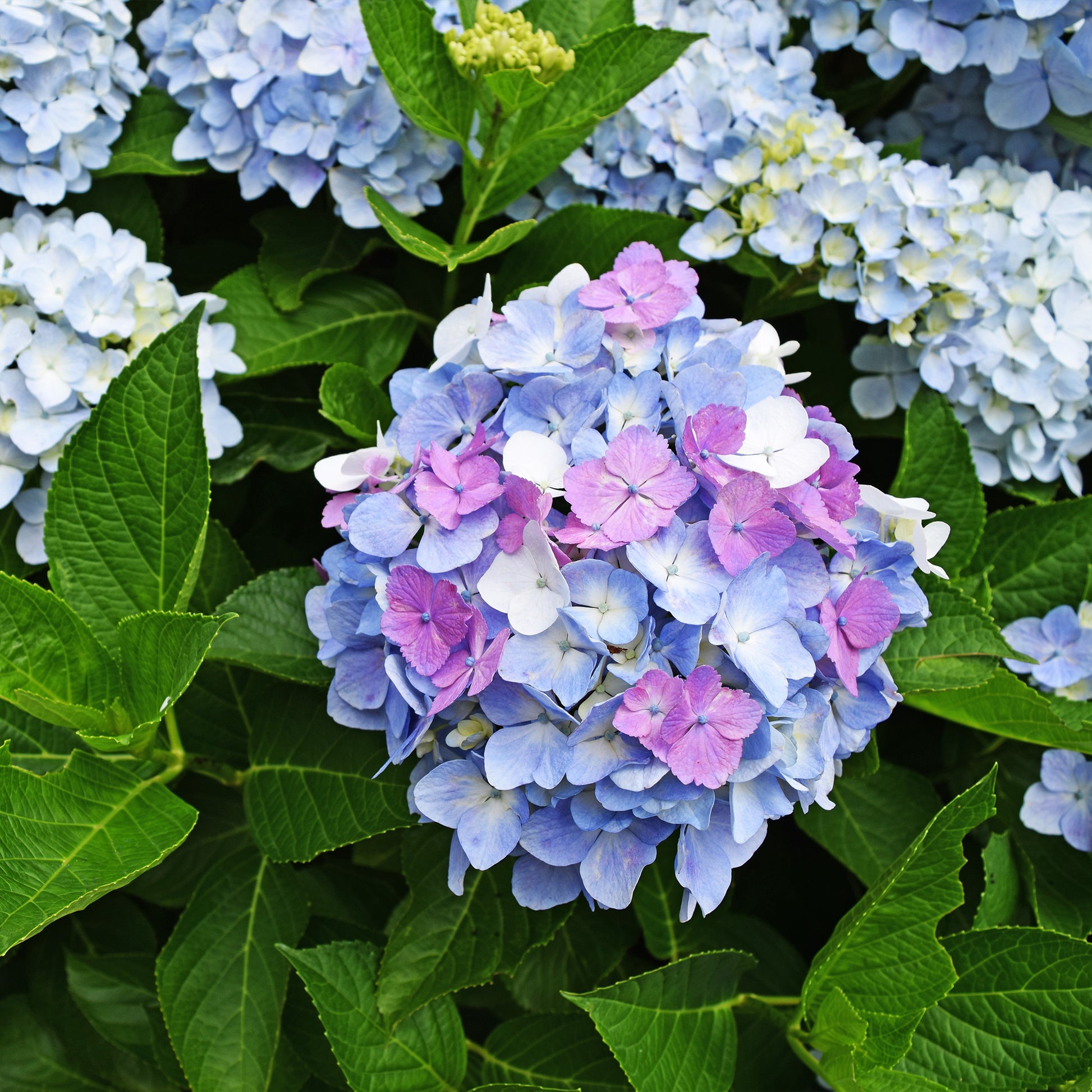 Hortensia macrophylla - Boerenhortensia 'Tricolore' - Hydrangea macrophylla