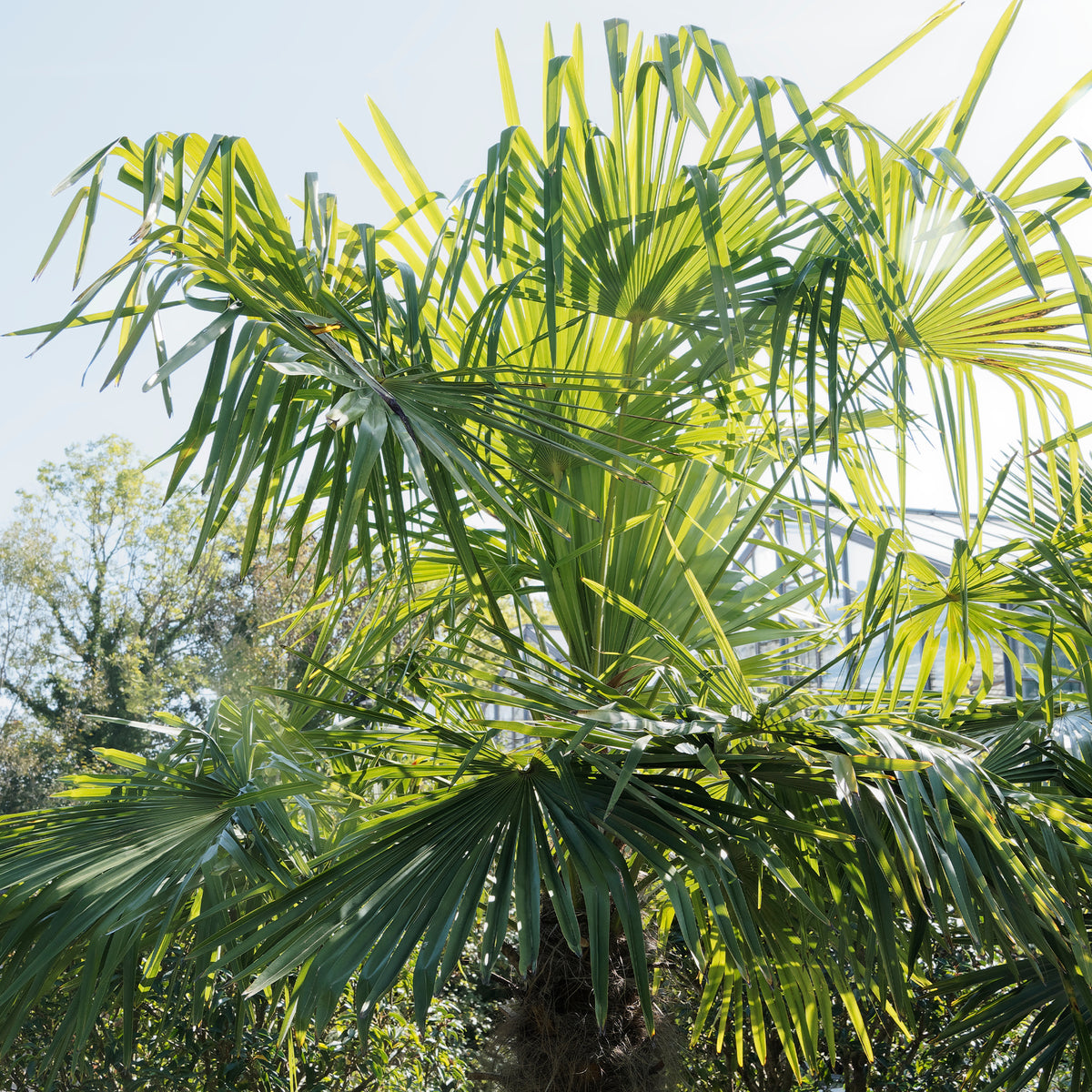 Trachycarpus fortunei - Chinese waaierpalm - Palmen