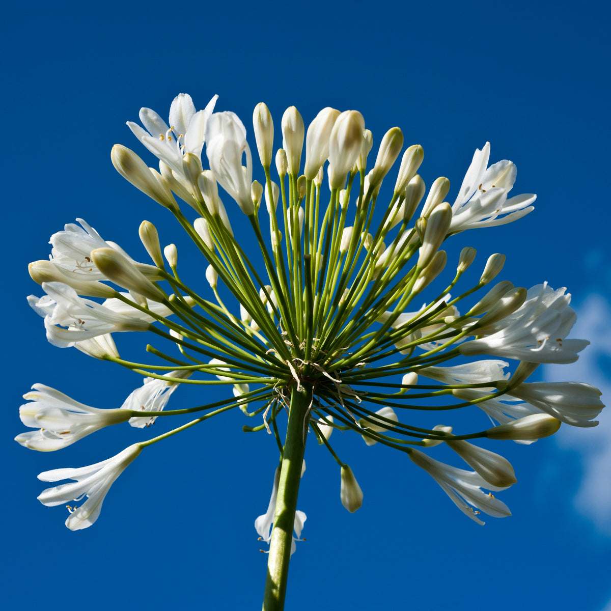 Afrikaanse lelie 'Polar Ice' - Agapanthus - Bakker