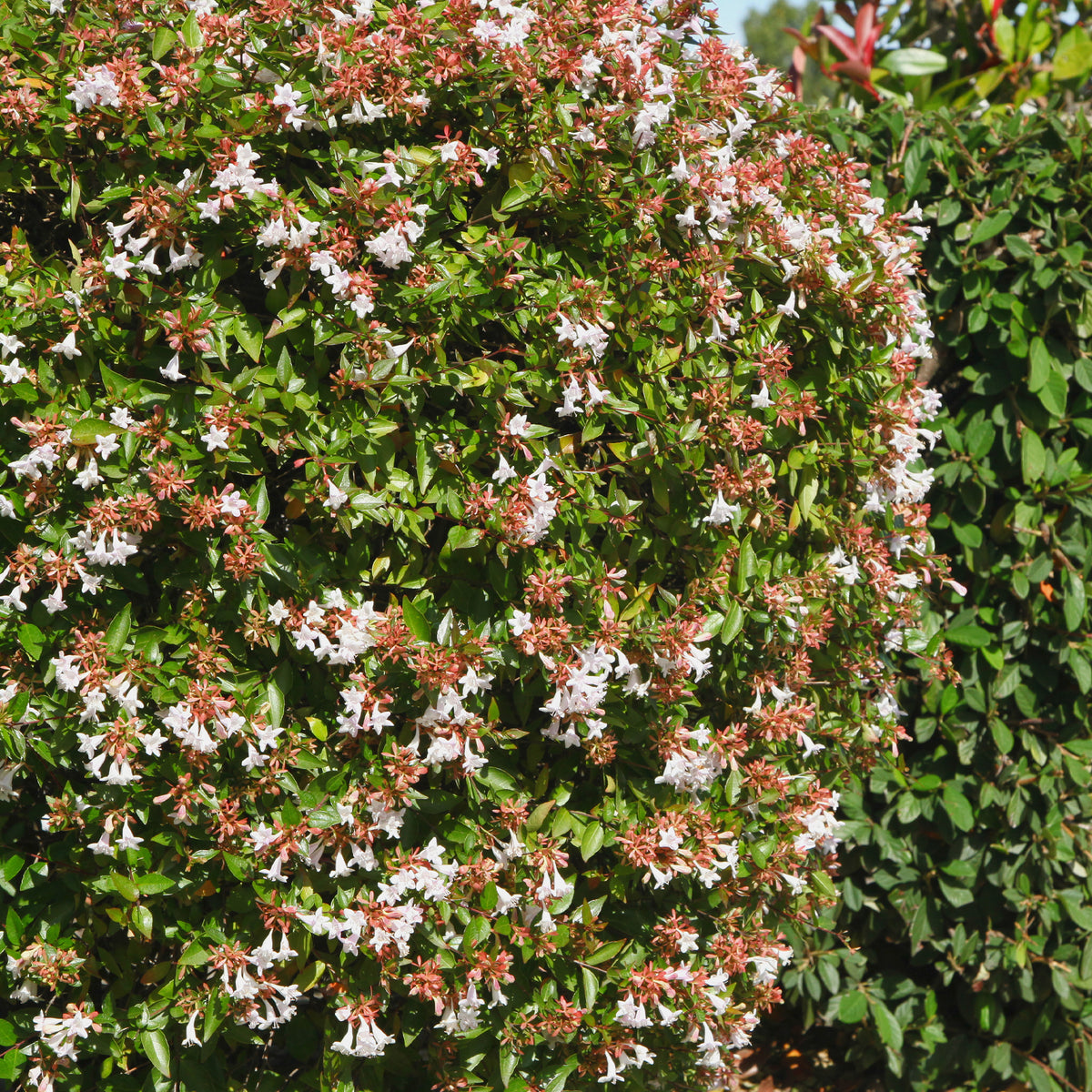 Grootbloemige abelia - Abelia grandiflora - Bakker
