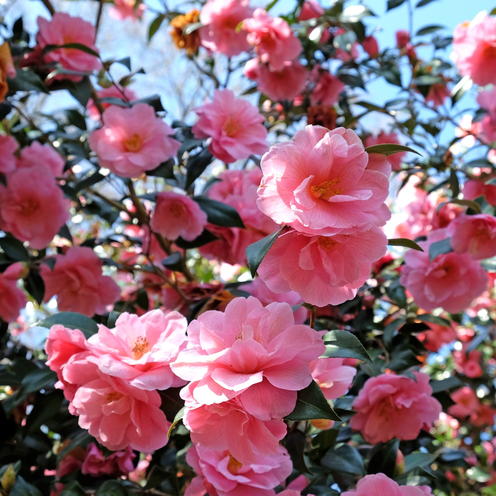 Verkoop Dubbelbloemige Japanse roos