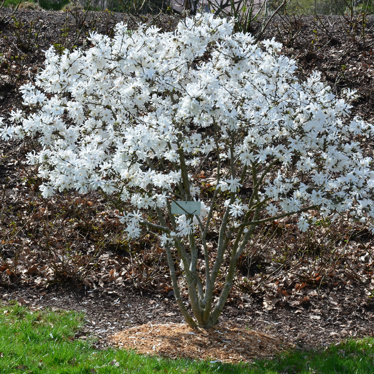 Magnolia stellata - Stermagnolia - Magnolia