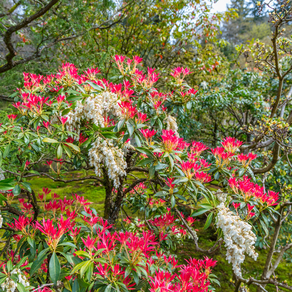 Wintergroene planten - Rotsheide 'Forest Flame' - Pieris japonica Forest Flame