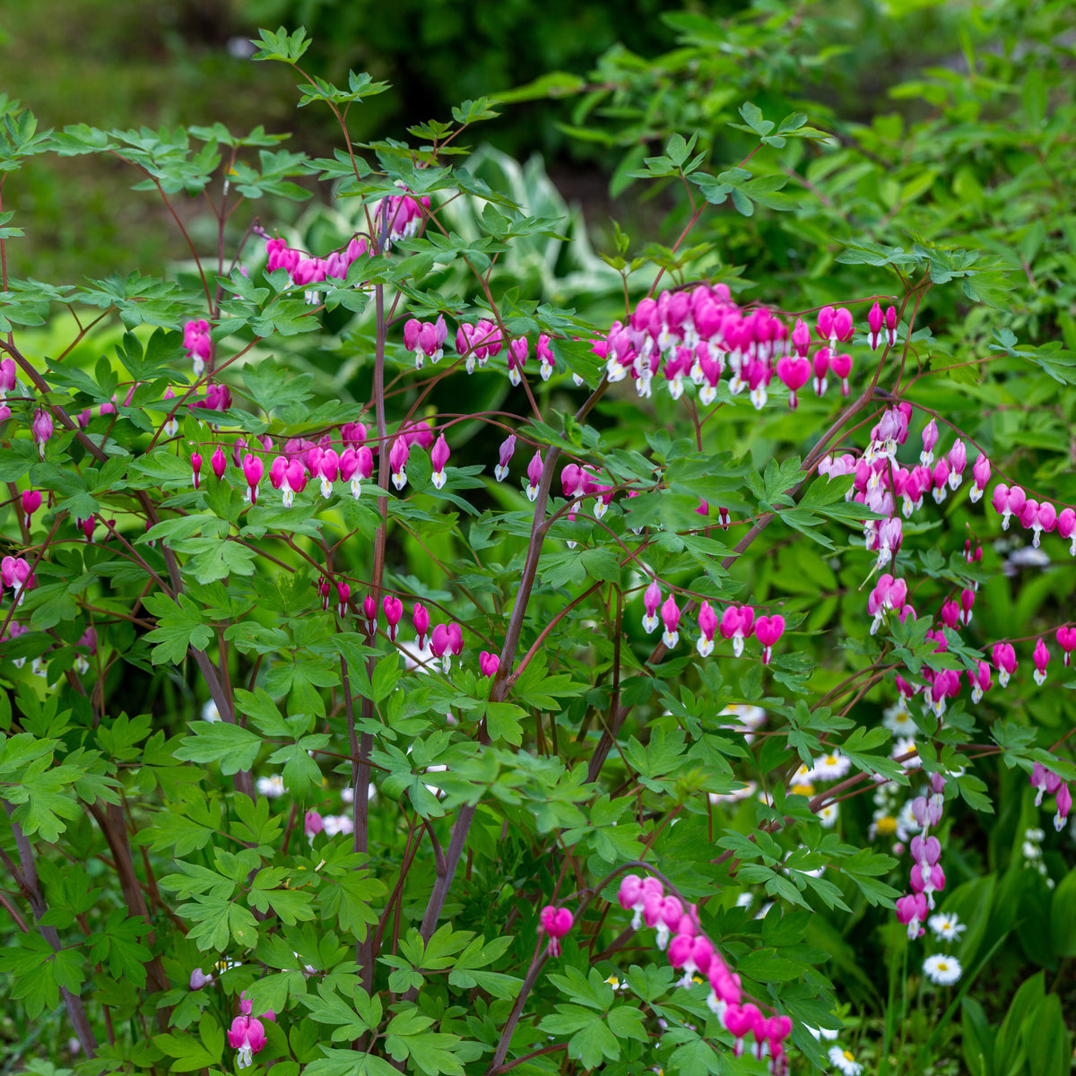 Gebroken hartje Mix - 3x roze + 1x wit (x4) - Dicentra spectabilis - Bakker