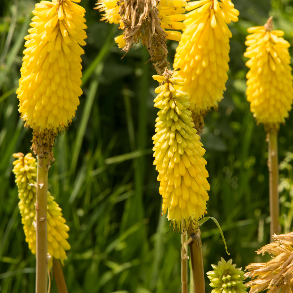 Vuurpijl 'Sunningdale Gold' (x3) - Bakker