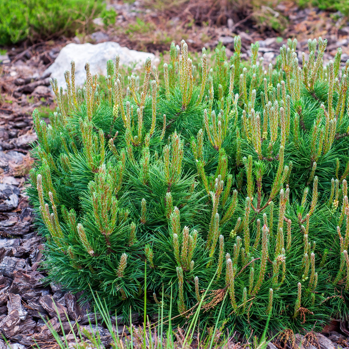 Verkoop Coniferen Mix - groenblijvend (x5) - Chamaecyparis Boulevard, Ellwoodii, Thuja Rheingold, Pinus Mugo, Juniperus Wiltonii
