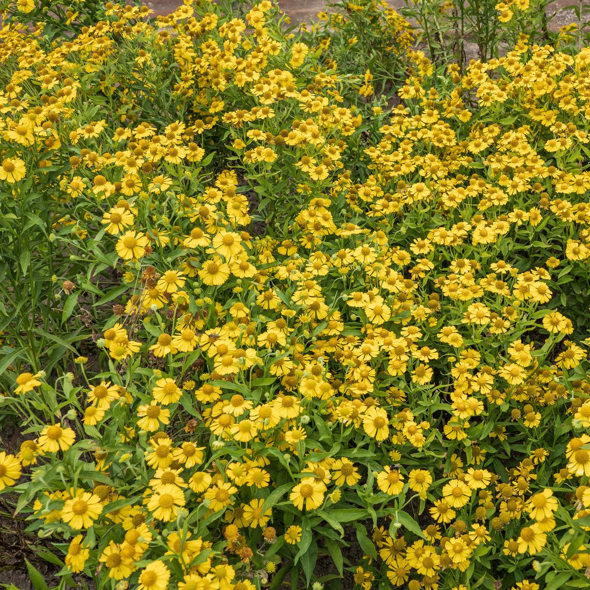 Helenium, Monarda, Phlox paniculata, Rudbeckia Goldstrum, Gypsophila paniculata, Liatris spicata, Solidago, Astilbe - Vaste planten Mix - Vaste planten