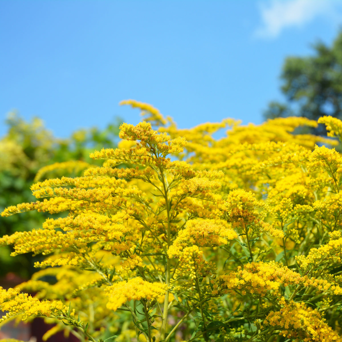 Verkoop Helenium, Monarda, Phlox paniculata, Rudbeckia Goldstrum, Gypsophila paniculata, Liatris spicata, Solidago, Astilbe - Vaste planten Mix