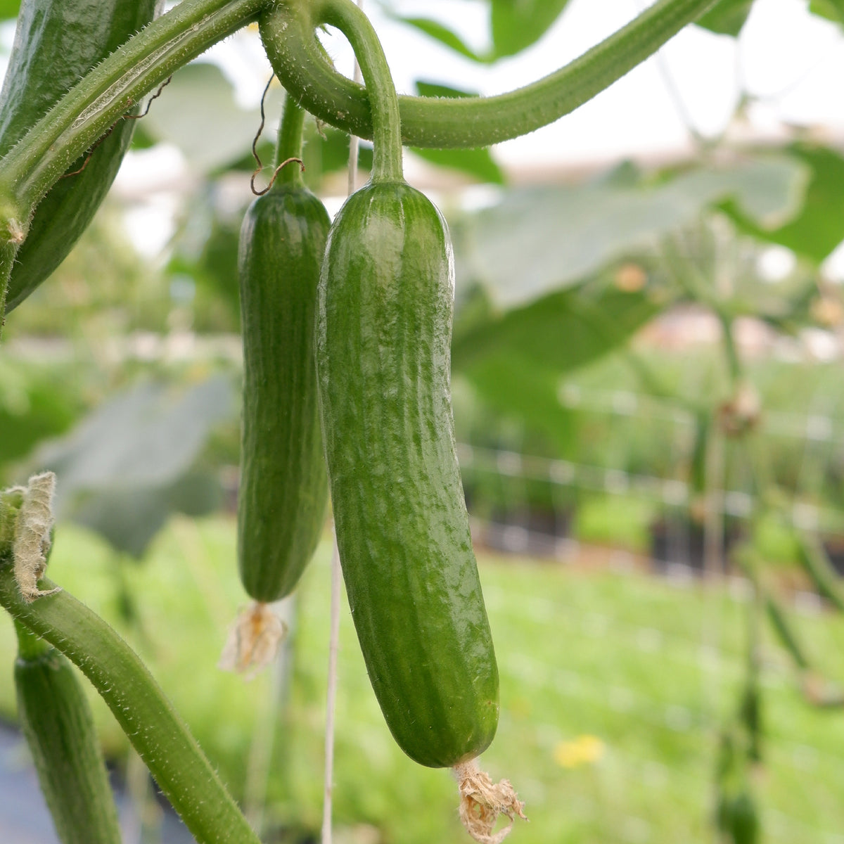 Cucumis sativus mini broumana f1 - Komkommer 'Broumana F1' - Komkommerzaden