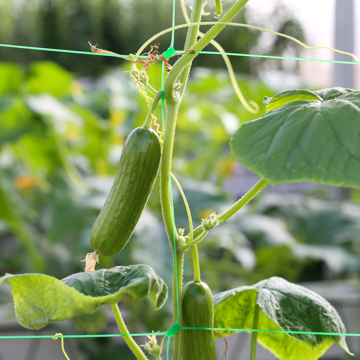 Komkommer 'Broumana F1' - Cucumis sativus mini broumana f1 - Bakker