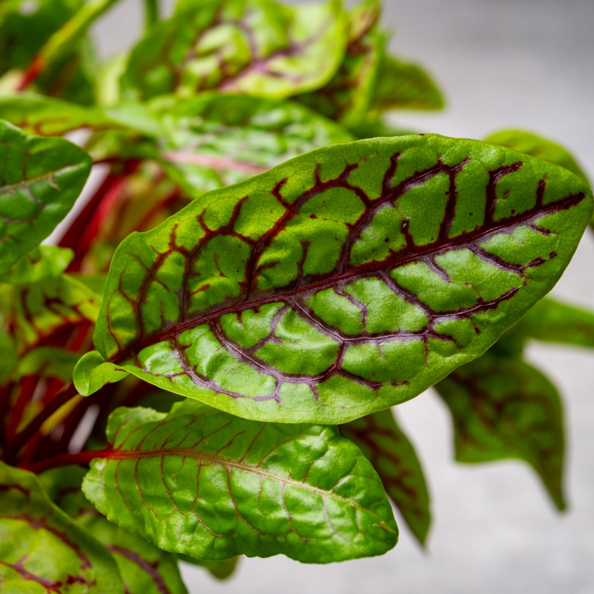 Bloedzuring 'Bloody Dock' - Rumex sanguineus - Bakker