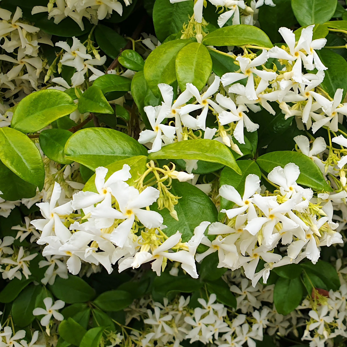 Collectie uitbundig bloeiende klimplanten (x3) - Clematis montana Mayleen , Trachelospermum jasminoides, Wisteria frutescens Amethyst Falls - Bakker