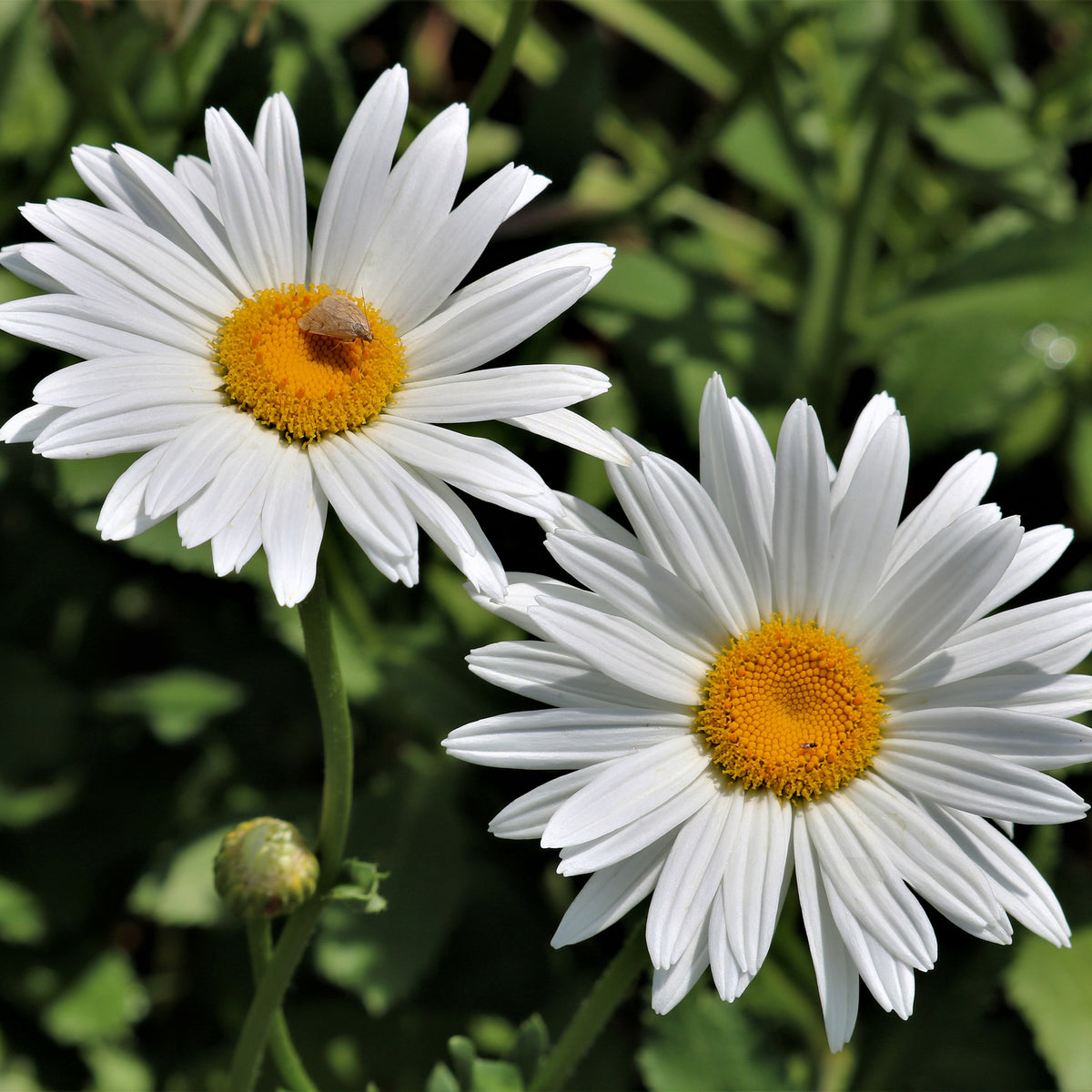 Zomermargriet - Leucanthemum x superbum Silberprinzesschen - Bakker