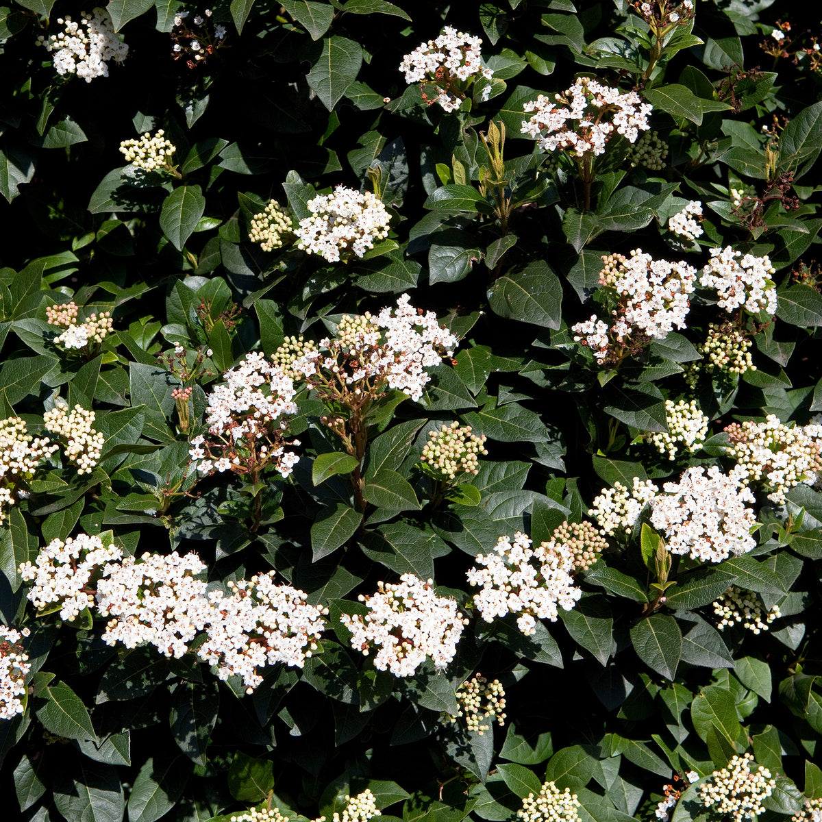 Verkoop Wintergroene haag (x4) - Eleagnus pungens Maculata, Photinia fraseri Red Robin, Prunus laurocerasus Etna, Viburnum tinus
