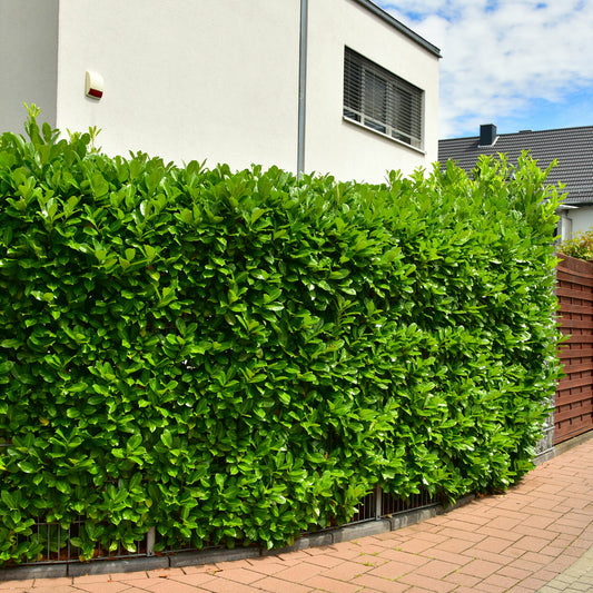 Laurier 'Etna' - Bakker