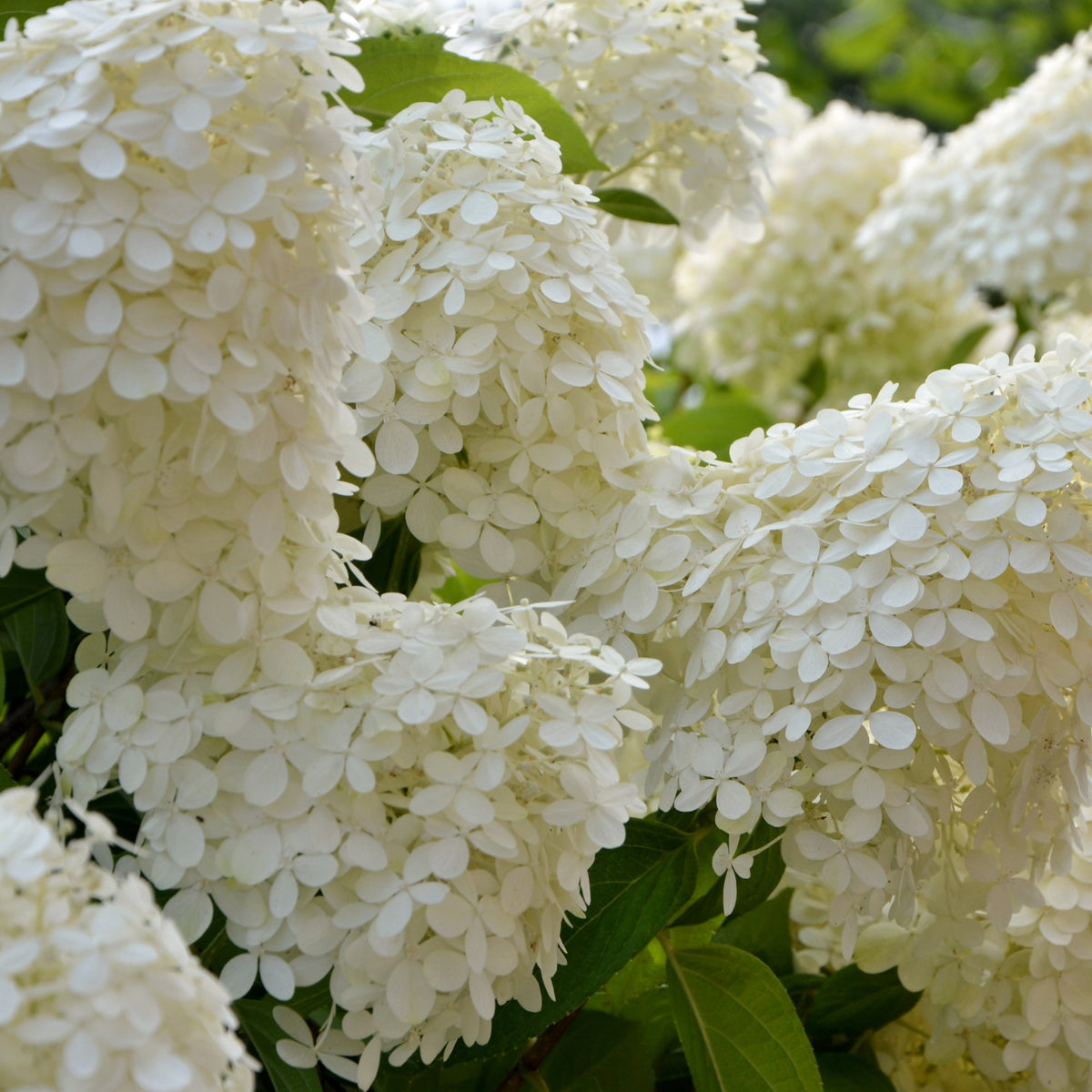 Pluimhortensia Selectie - Hydrangea paniculata selection - Bakker