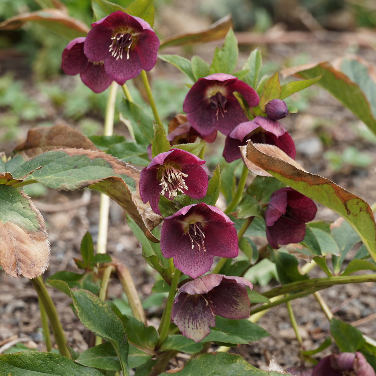 Nieskruid 'Red Hybrids' - Bakker