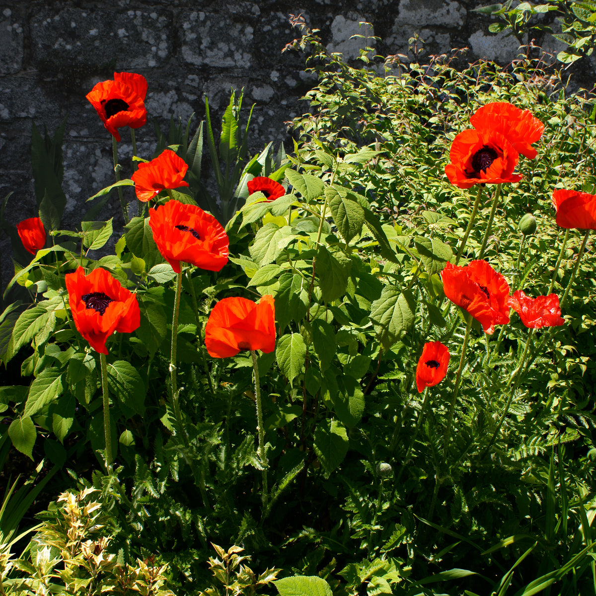 Oosterse klaproos 'Beauty of Livermere' - Papaver orientale Beauty of Livermere - Bakker